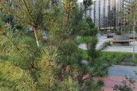 Однокомнатная с гардеробной